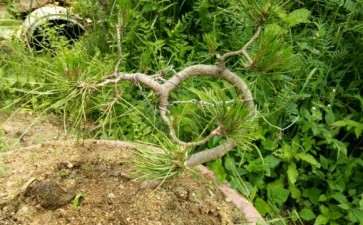 1颗培养了多年的黄山松下山桩 图片