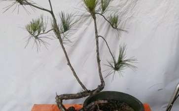 小黄山松下山桩第一次造型 可以吗