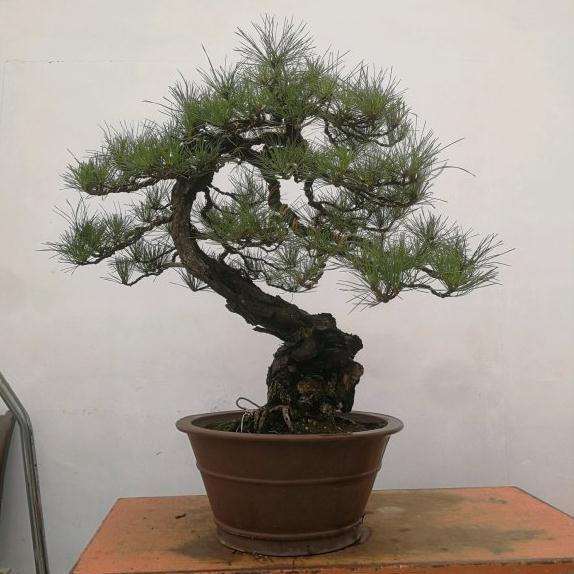 改做的1颗黄山松盆景