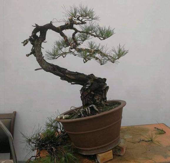 改做的1颗黄山松盆景