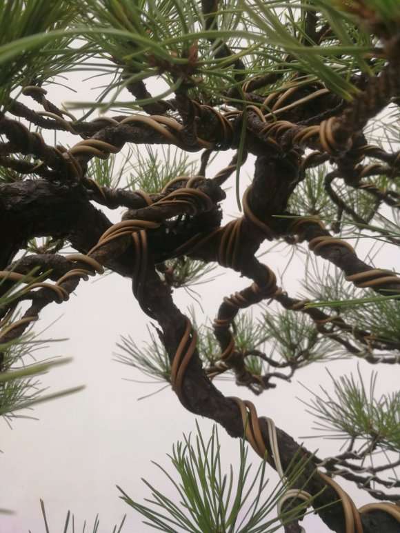 改做的1颗黄山松盆景