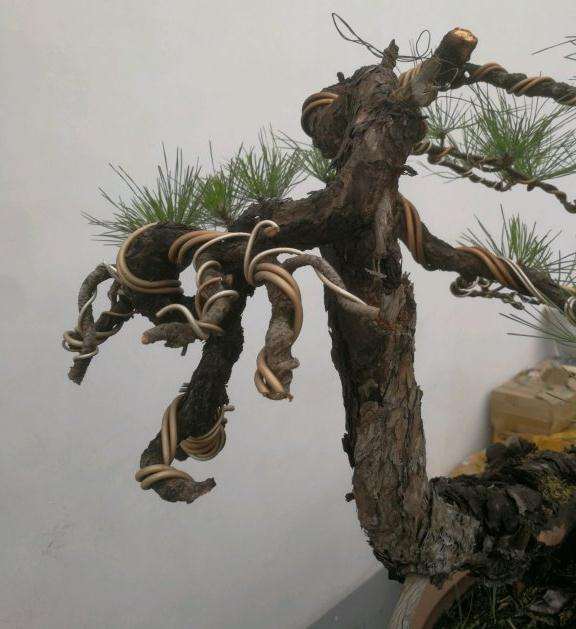 改做的1颗黄山松盆景