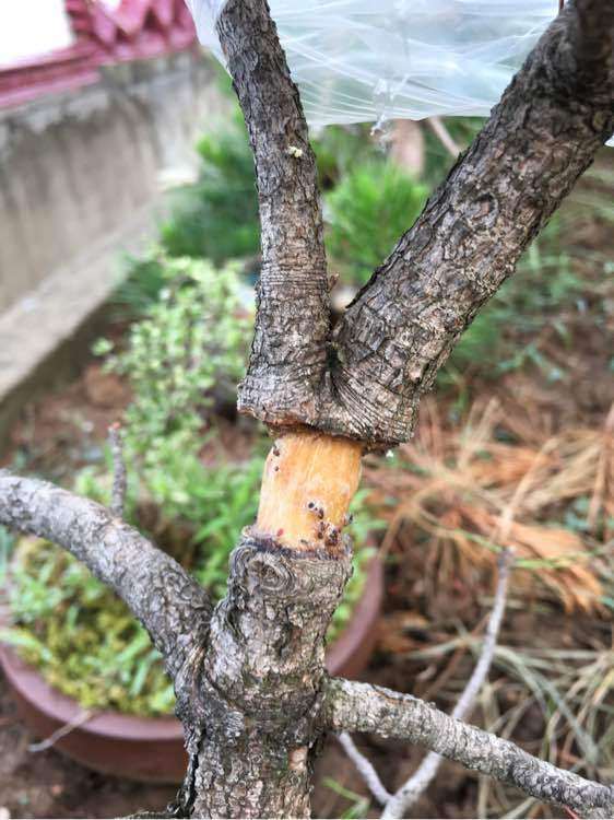 怎么高压黄山松下山桩的方法
