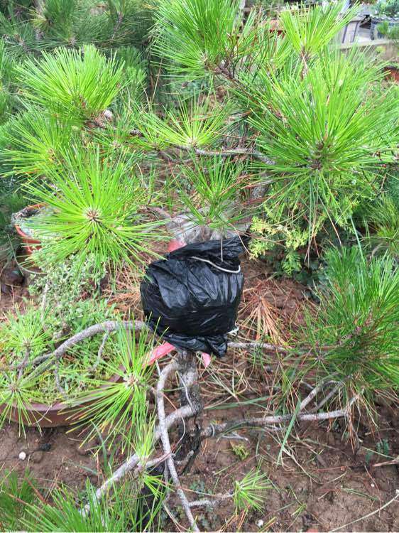 怎么高压黄山松下山桩的方法