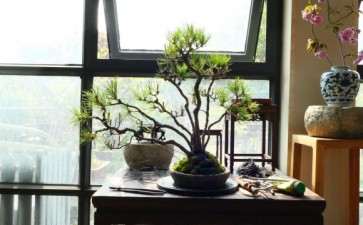 整理一盆小黄山松下山桩 一本七杆 图片