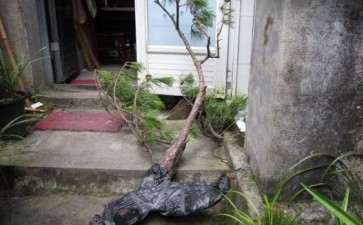 这棵石缝里的黄山松下山桩能活吗 图片