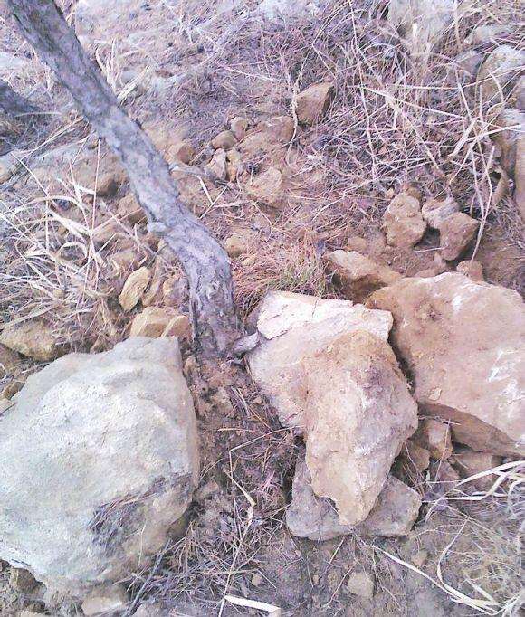 一颗文人黄山松下山桩