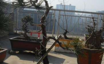 一颗文人黄山松下山桩 可以吗 图片