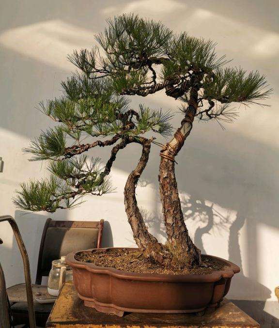 今天制作的一颗双干黄山松盆景