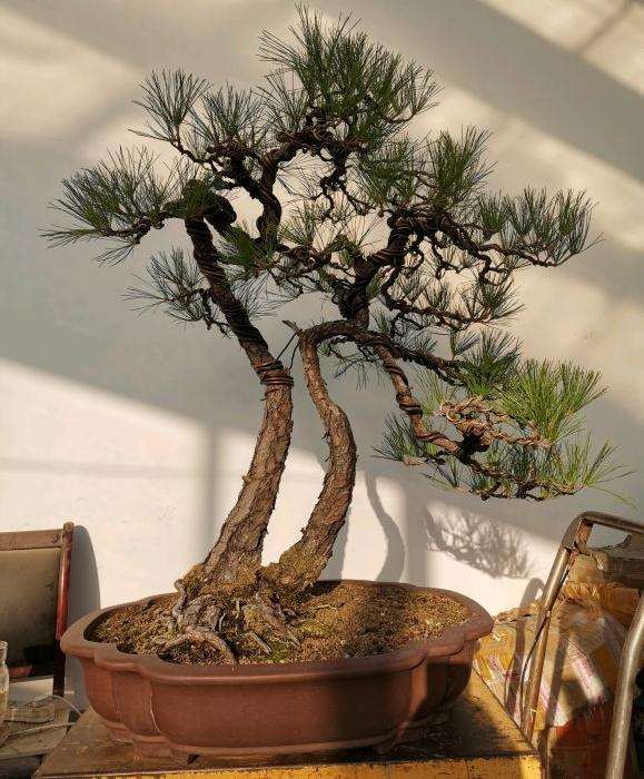 今天制作的一颗双干黄山松盆景