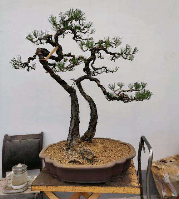 今天制作的一颗双干黄山松盆景