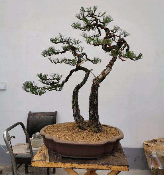 今天制作的一颗双干黄山松盆景