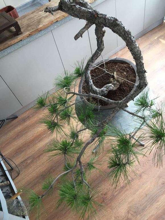 一棵妖娆的黄山松盆景等待造型