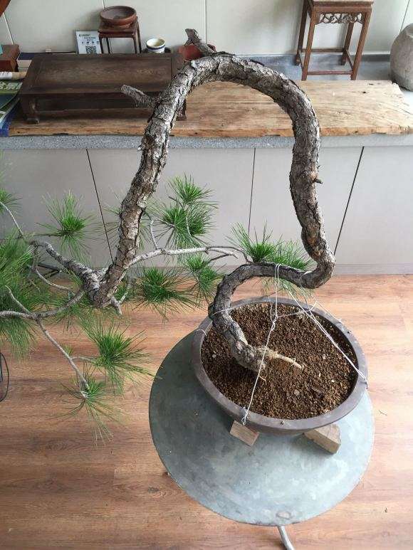 一棵妖娆的黄山松盆景等待造型