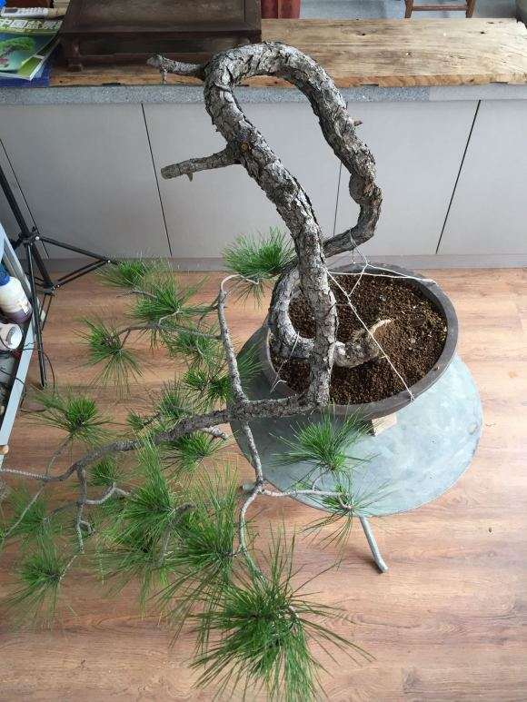 一棵妖娆的黄山松盆景等待造型