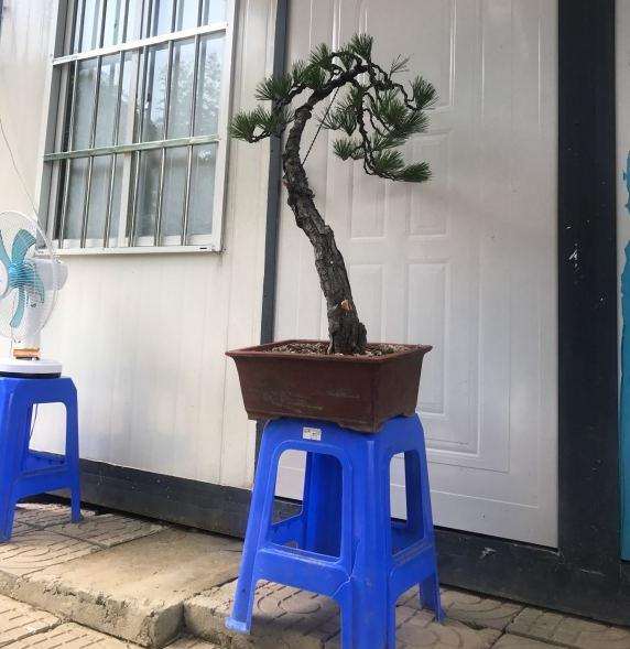 黄山松盆景 大家看看 怎么造型