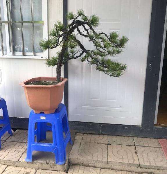 黄山松盆景 大家看看 怎么造型