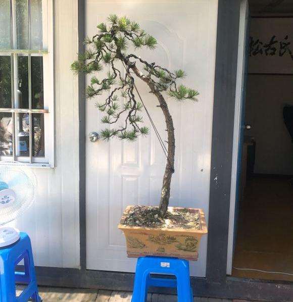 黄山松盆景 大家看看 怎么造型