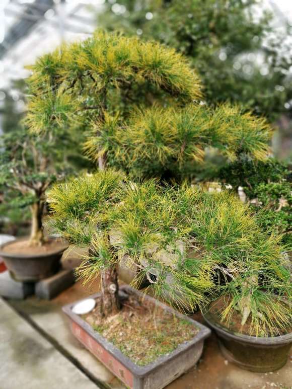 这是黄山松盆景值多少钱