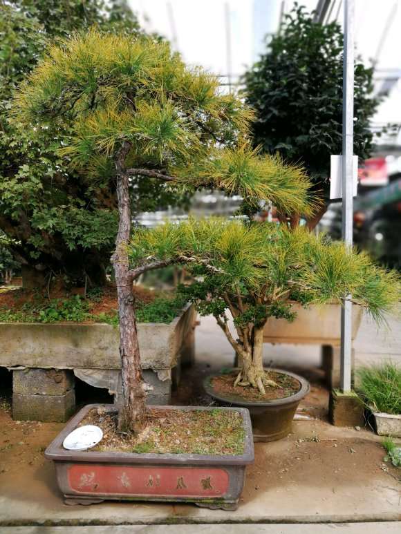 这是黄山松盆景值多少钱