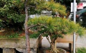 这是黄山松盆景值多少钱 图片