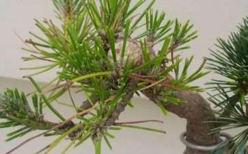 大明的黄山松下山桩活了 可以吗 图片