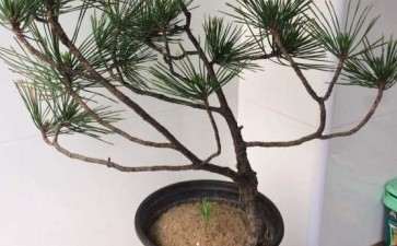 黄山松下山桩的芽比较散 怎么办 图片