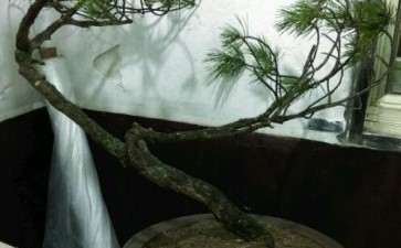 黄山松下山桩 不知道会不会活 图片