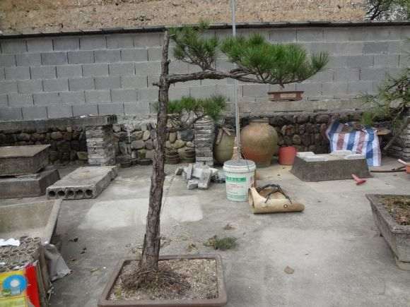 直杆黄山松下山桩怎么造型的新思路