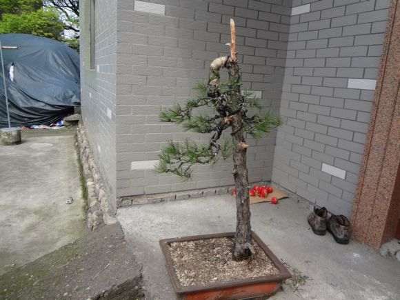 直杆黄山松下山桩怎么造型的新思路