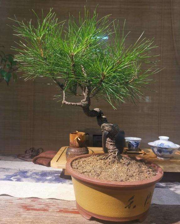 今年年初收的一盆黄山松盆景