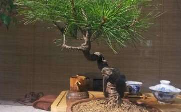今年年初收的一盆黄山松盆景 图片