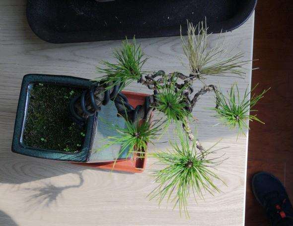 黄山松盆景有一簇针叶黄了