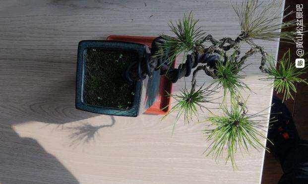 黄山松盆景有一簇针叶黄了