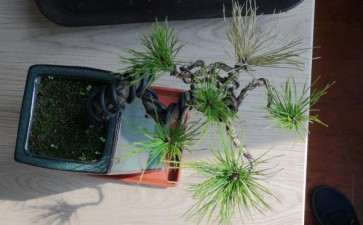 黄山松盆景有一簇针叶黄了 怎么办