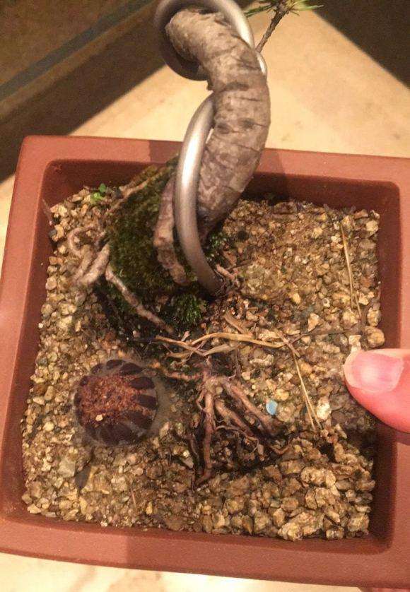 黄山松下山桩 叶子逐渐黄了