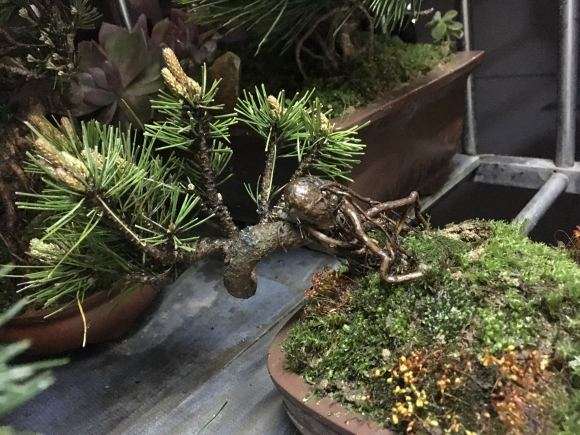 黄山松盆景 一天要浇水几次