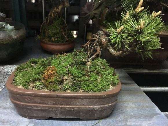 黄山松盆景 一天要浇水几次