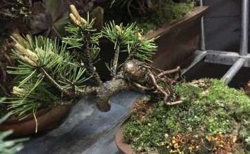 黄山松盆景 一天要浇水几次 图片