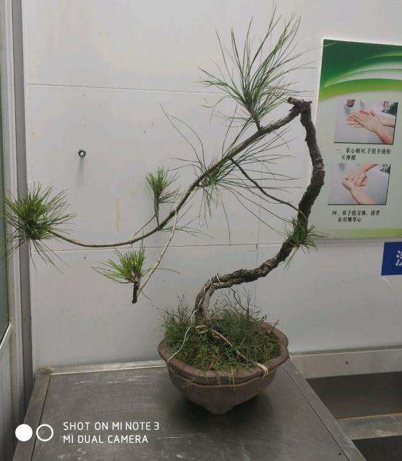 黄山松盆景怎么画图设计的方法