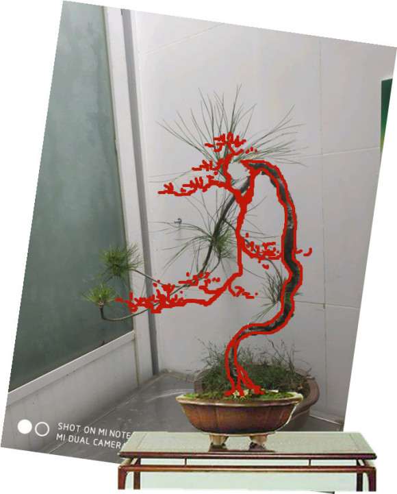 黄山松盆景怎么画图设计的方法