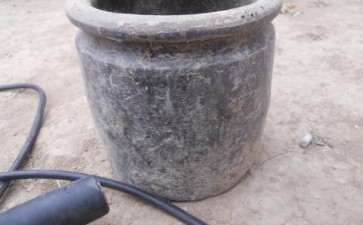 小黄山松理根盆景怎么换盆的过程