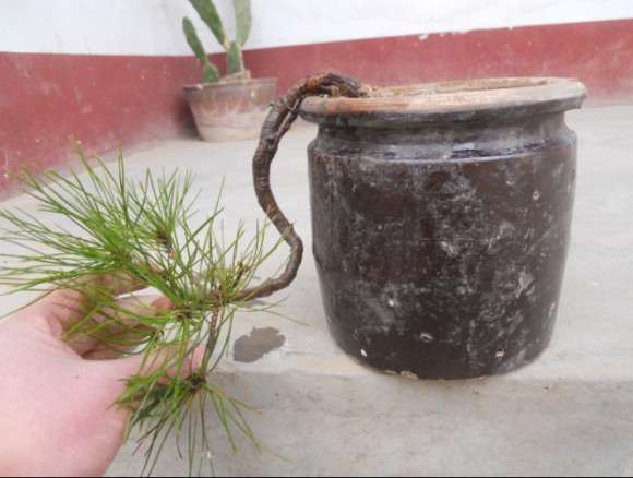 小黄山松理根盆景怎么换盆的过程