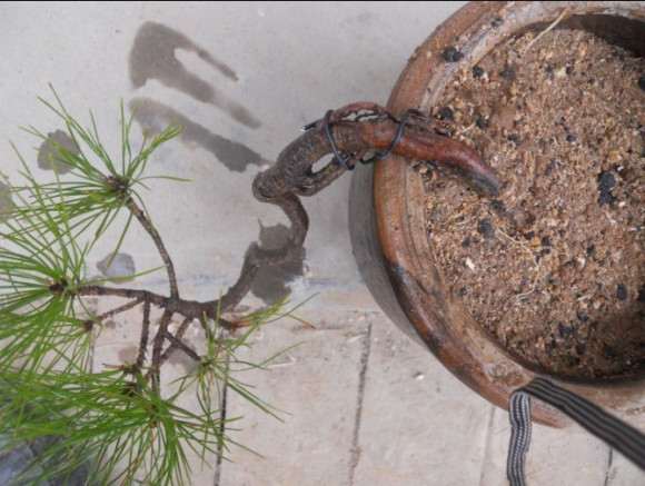 小黄山松理根盆景怎么换盆的过程