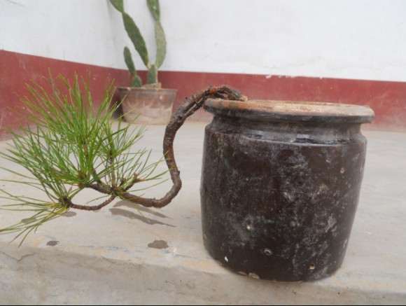 小黄山松理根盆景怎么换盆的过程