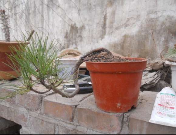 小黄山松理根盆景怎么换盆的过程