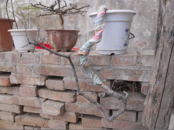 小黄山松理根盆景怎么换盆的过程