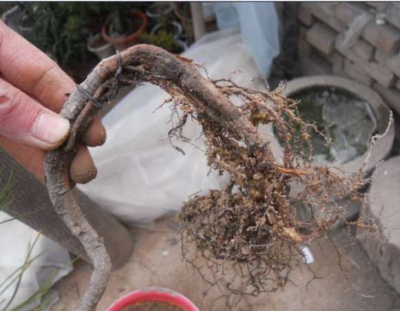 小黄山松理根盆景怎么换盆的过程