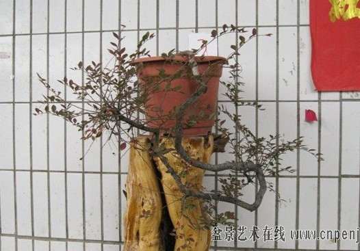 小黄山松理根盆景怎么换盆的过程