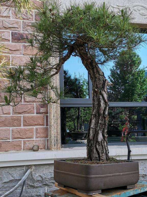 今天帮客户打理的几颗黄山松盆景